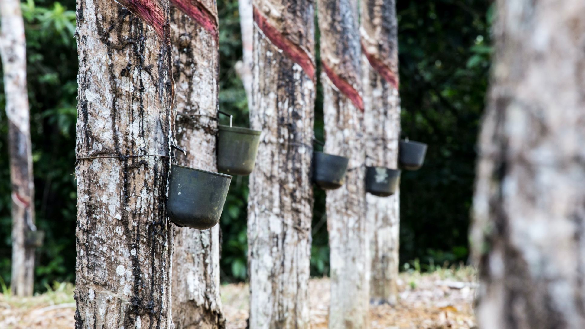 Rubber extraction, Indonesia, 2021, Porsche AG