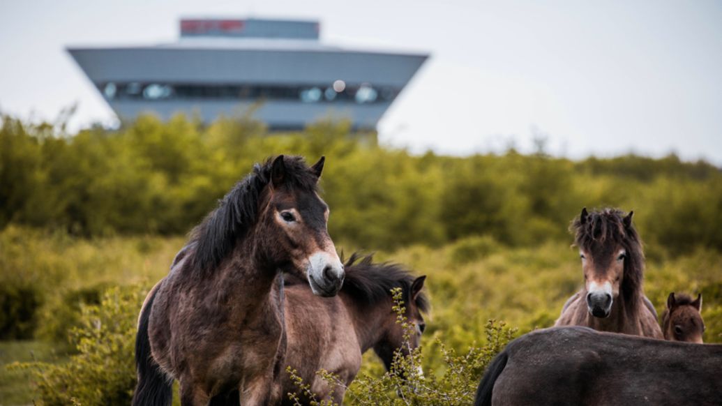F&aacute;brica de Leipzig, ecosistema de biodiversidad, 2022, Porsche AG